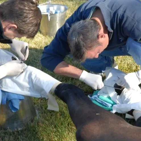 Dr. Browning and assistant performing procedure on horse's hooves